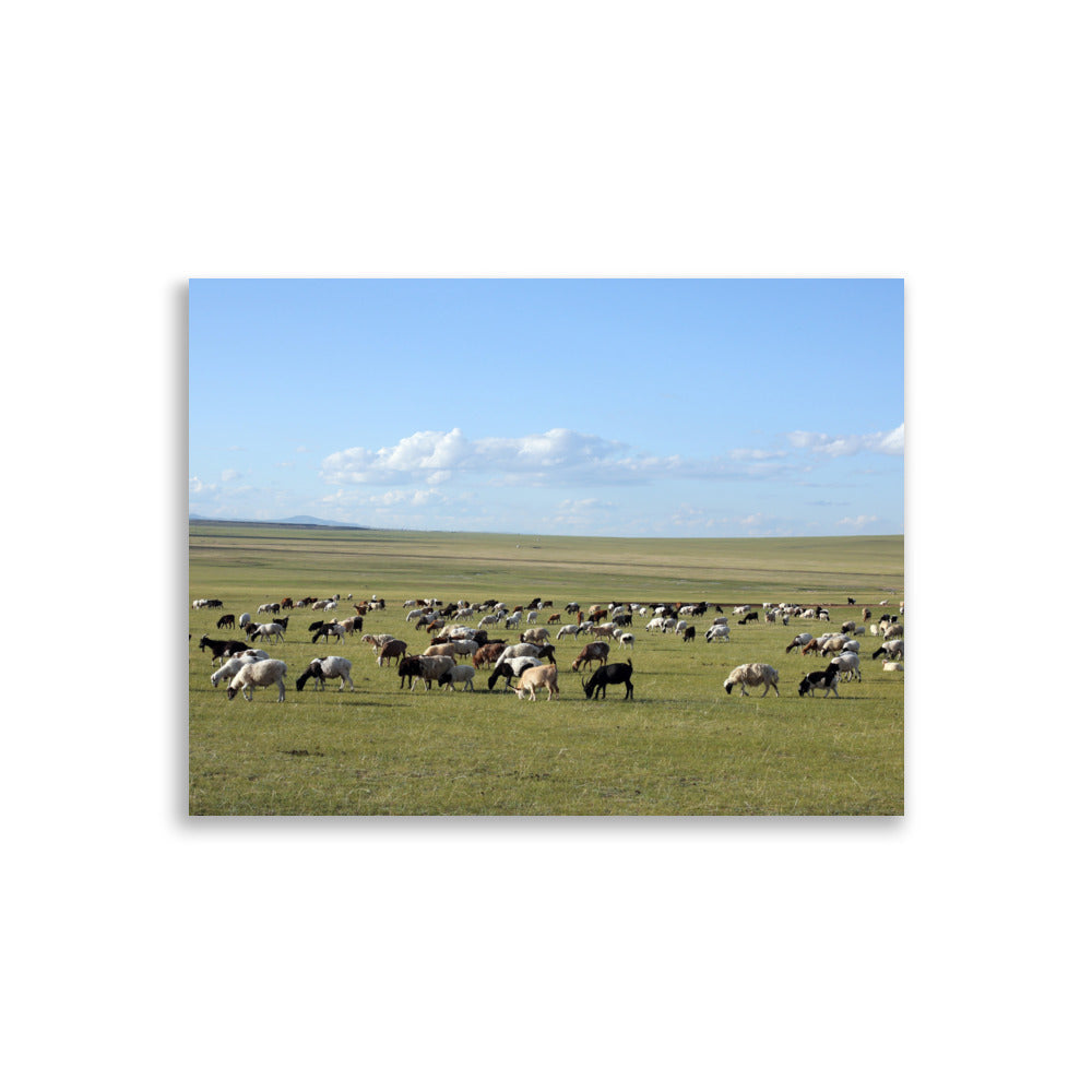 Poster - Herd of sheep graze in Mongolian steppe