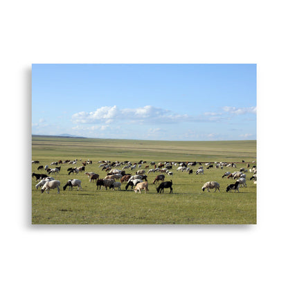 Poster - Herd of sheep graze in Mongolian steppe