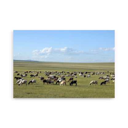 Poster - Herd of sheep graze in Mongolian steppe