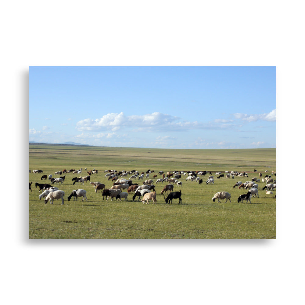 Poster - Herd of sheep graze in Mongolian steppe