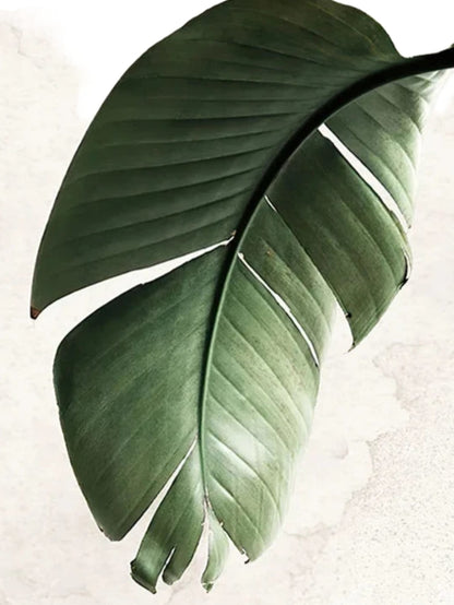 Botanische Balance | Modernes Grün | Ästhetik grüner Pflanzen