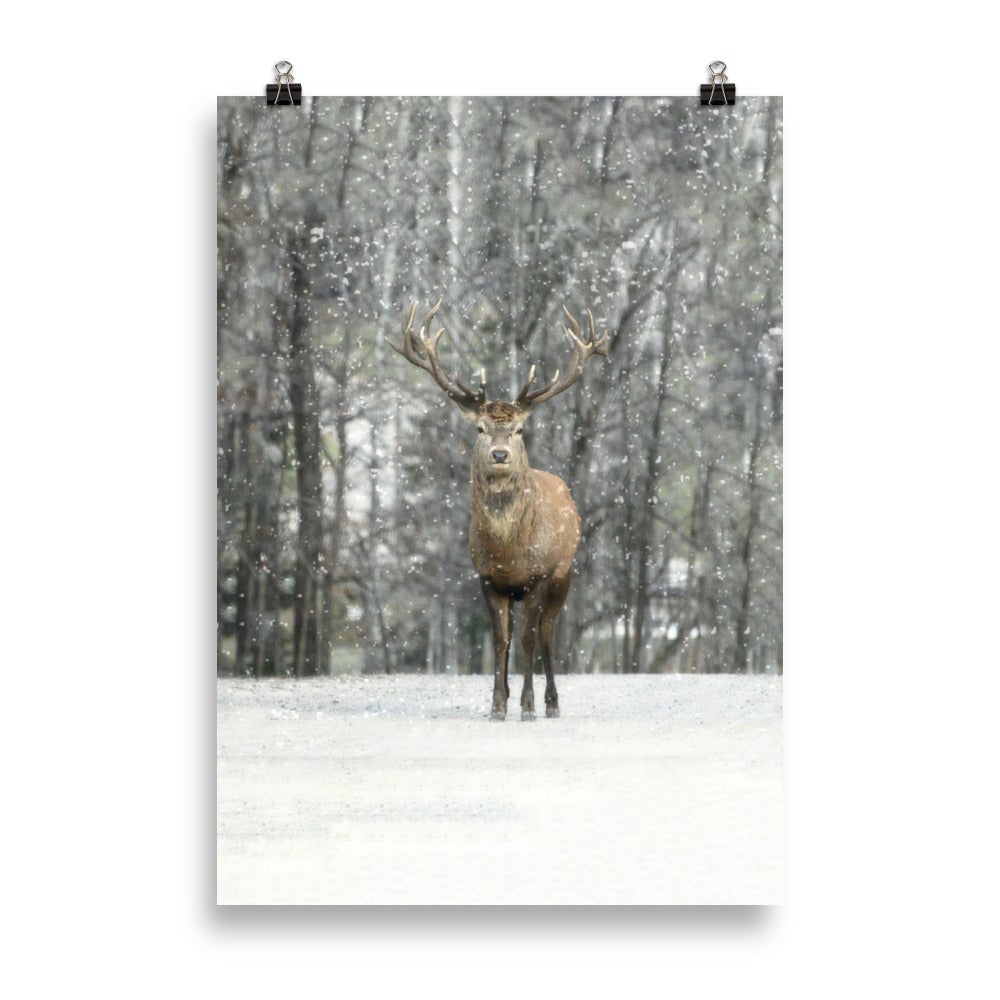 Winter editions | Hi Deer