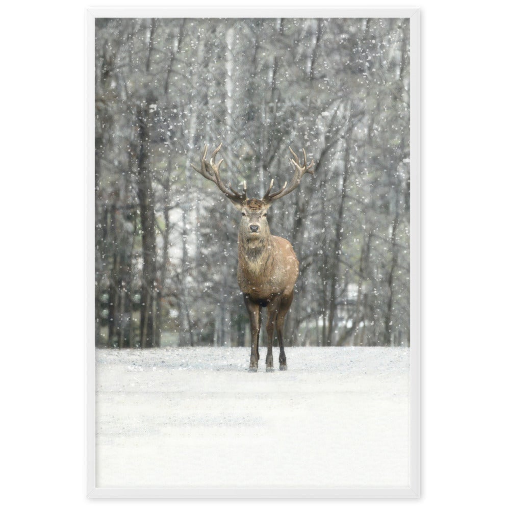 Winter editions | Hi Deer