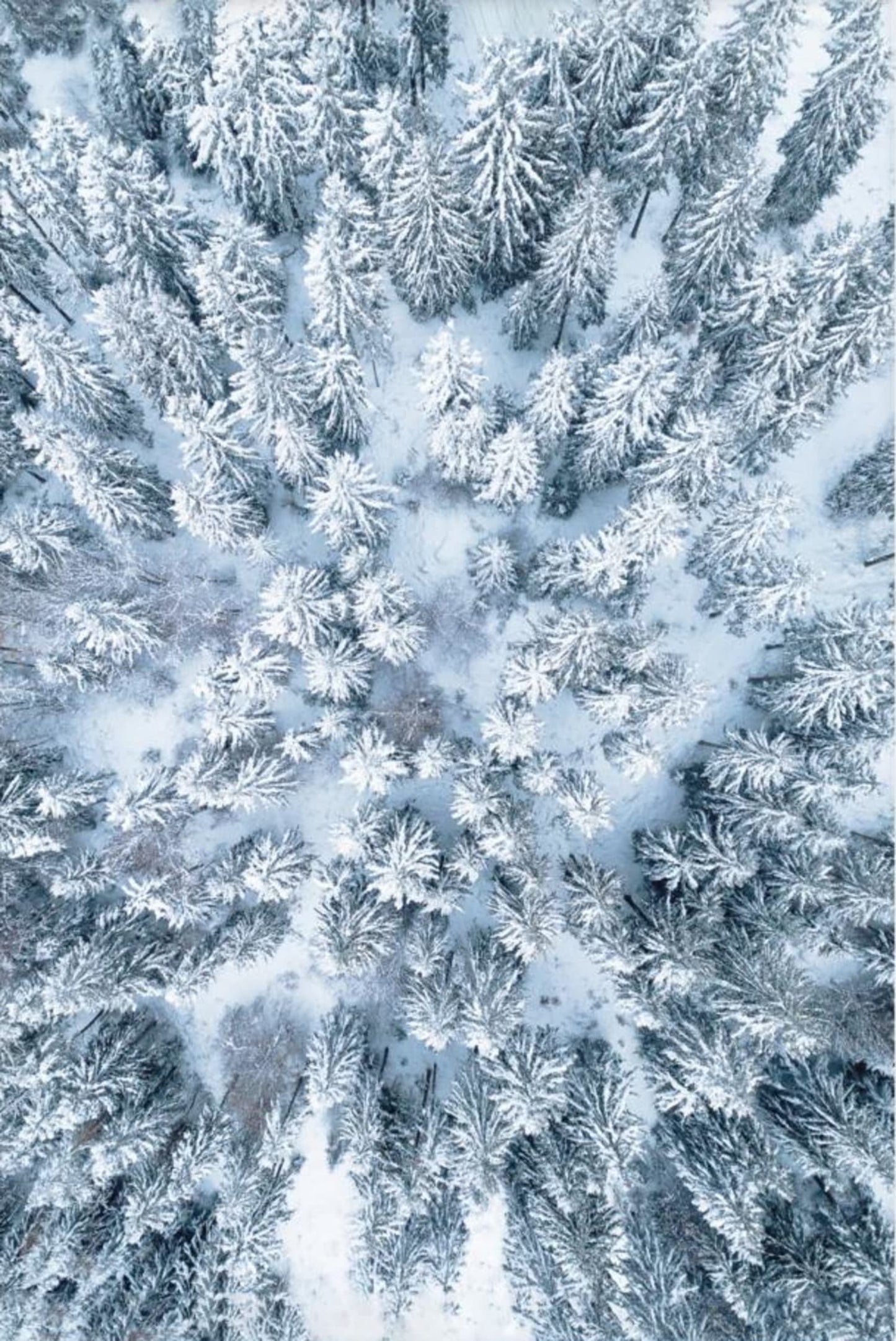 Winter Forest Scene | Nature Landscape Art | Seasonal Poster | Wall Decor | Enchanting Wilderness